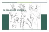 Acoelomate Animals Powerpoint