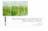 Basic principles and protocol in plant tissue culture