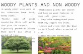Woody Plants and Non Woody