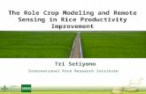 The Role of Crop Modeling and Remote Sensing in Rice Productivity Improvement