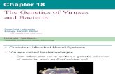 Virus & Bacteria