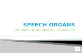 Desarrollo Activity S2 - Speech Organs