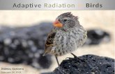 Adaptive Radiation in Birds