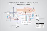 Cytosorb Application in Heart Lung Machine (Diagrammatic Sketch)