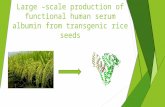 Large –Scale Production of Functional Human Serum Albumin from transgenic rice seeds