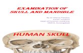 Skull and Mandible- Forensic Anatomy