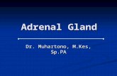 Adrenal Gland ...