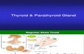 Thyroid Parathyroid (2012)
