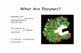 4 Enzymes Powerpoint