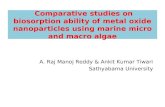 Comparative Studies on Biosorption Ability of Metal Oxide Nanoparticles Using Marine Micro and Macro Algae (1)