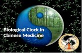 Biological Clock in Chinese Medicine