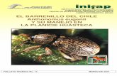 El Barrenillo Del Chile Anthonomus Eugenii y Su Manejo en La Planicie Huasteca