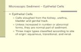 Microscopic Sediment _ Epithelial Cells