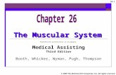 Muscular System.ppt2