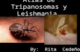 Atlas de Tripanosomas y Leishmania