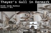 Thayer's Gull, 1st cycle, 4 February 2012, Hvide Sande Harbour, Denmark
