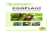 Productionguide Eggplant