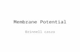 2. membrane potential