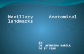 maxillary anatomical landmarks