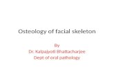 Osteology of facial skeleton