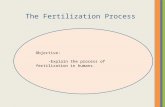 Fertilization process