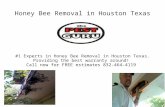 Honey Bee Removal in | Houston Texas | 832-464-4119 #1 Experts