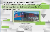 A Look Into Auto Accidents Caused by Straying Livestock in Australia
