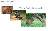 tiger safaris in india