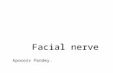 Facial nerve by Dr. Apoorv