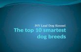 IVY Leaf Dog Kennels The Top 10 Smartest Dog Breeds