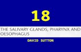 18 DAVID SUTTON PICTURES THE SALIVARY GLANDS PHARYNX AND ESOPHAGUS