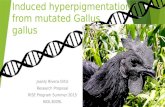 Induced hyperpigmentation from mutated gallus