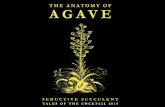 Anatomy of Agave-Seductive Succulent Presentation
