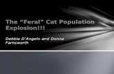 The Feral Cat Population Explosion