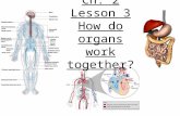 5th Grade Ch. 2 Lesson 3 How do organs work together?