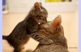 Animals Mother's Love (Nikos)