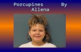 Porcupines by Allena