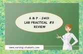 A&p 1   lab practical 3 - review