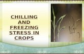 Chilling & freezing stress in crops