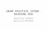 [Micro] gram positive spore bearing rods