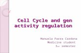 Cell cycle and gen activity regulation(1)