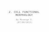 Cell Functional Morphology