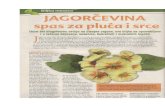 Jagorčevina- Primula Officinalis Recepti