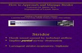 Stridor Talk for Peds Residents1-August 2008