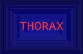 Atlas Thorax