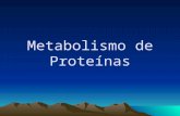 Metabolismo de Proteina