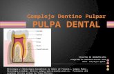 250338946 Histologia Dentaria Pulpa Dental