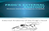 Frogs External Anatomy