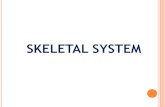 Skeletal System Overview PPT