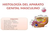 Histologia Del Aparato Genital Masculino